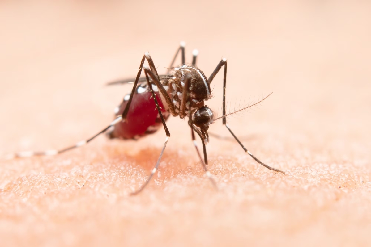 Трагедия на Шри-Ланке: Российская туристка умерла от лихорадки денге