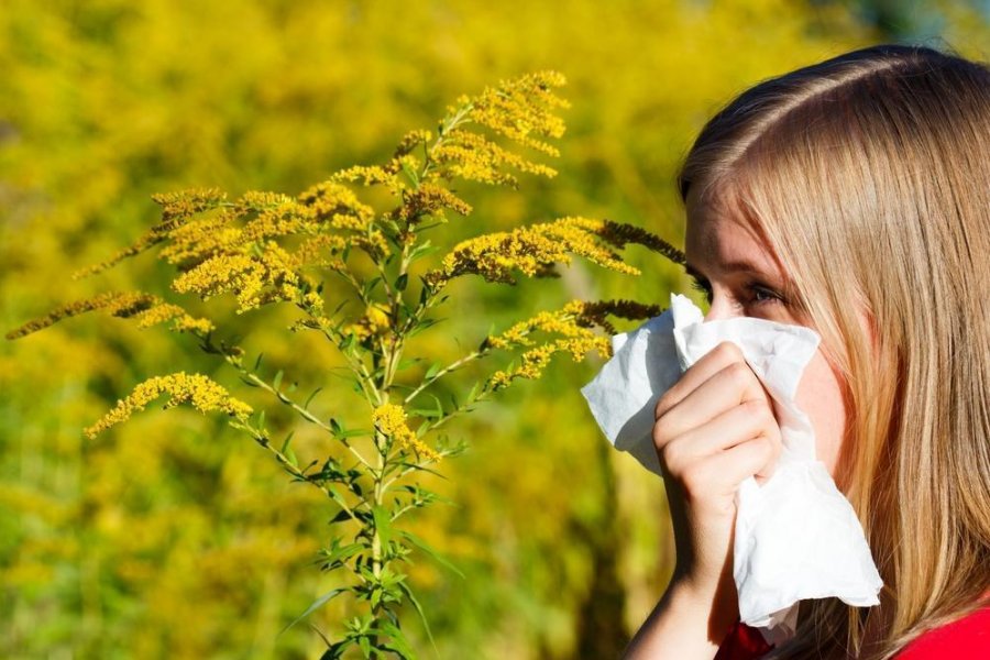 Оториноларинголог Зимина рассказала, как быстро снять симптомы аллергии