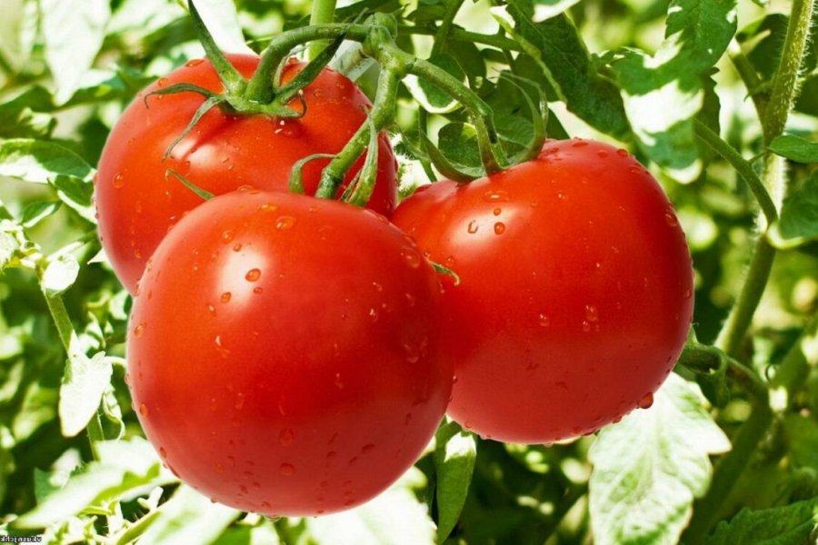 Эндокринолог Калинчев: помидоры спасают от рака и болезней мозга