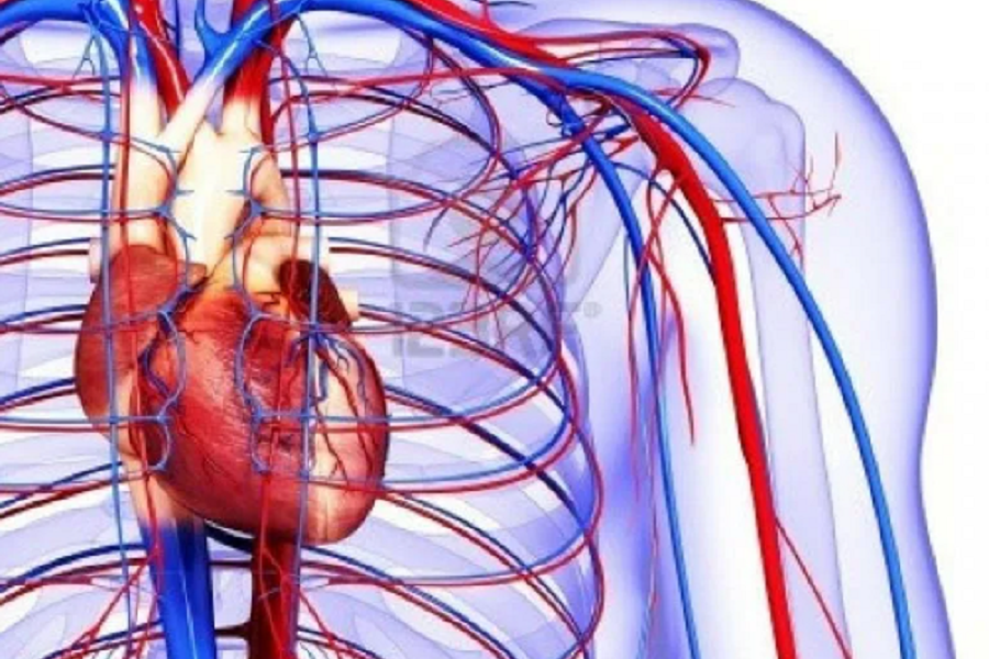 Кровеносная система. Сердечно сосудистая система круги кровообращения. Кровеносные сосуды сердца человека. Кровообращение фон.