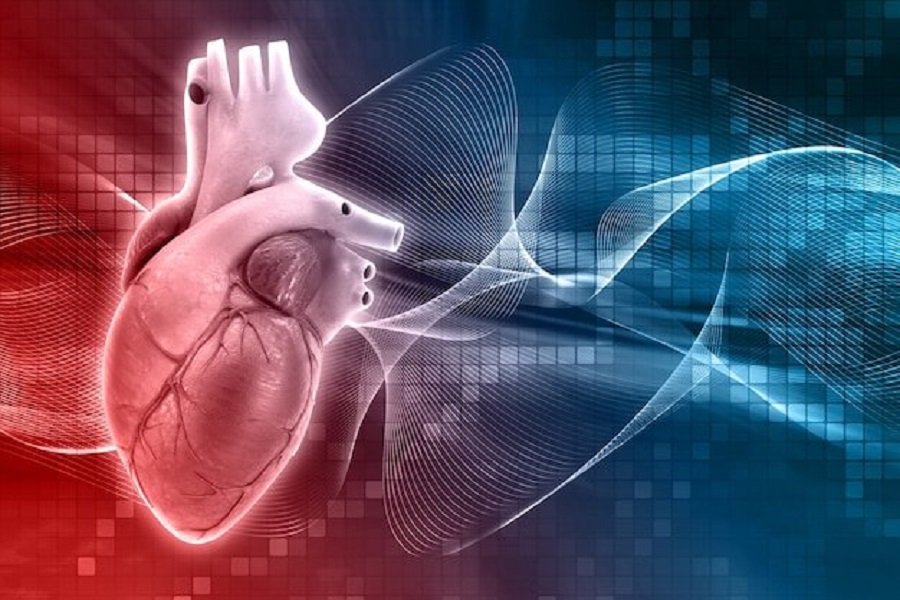NEJM: Обнаружены антитела, которые обращают вспять повреждения сердца