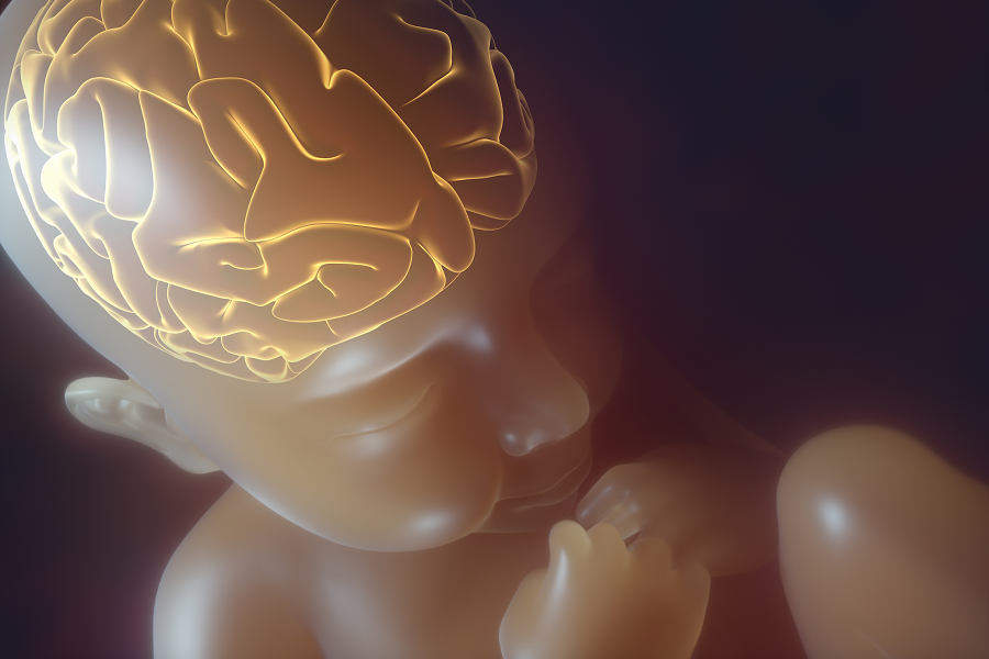 Мозг ребенка видео. Мозг у зародыша в утробе.