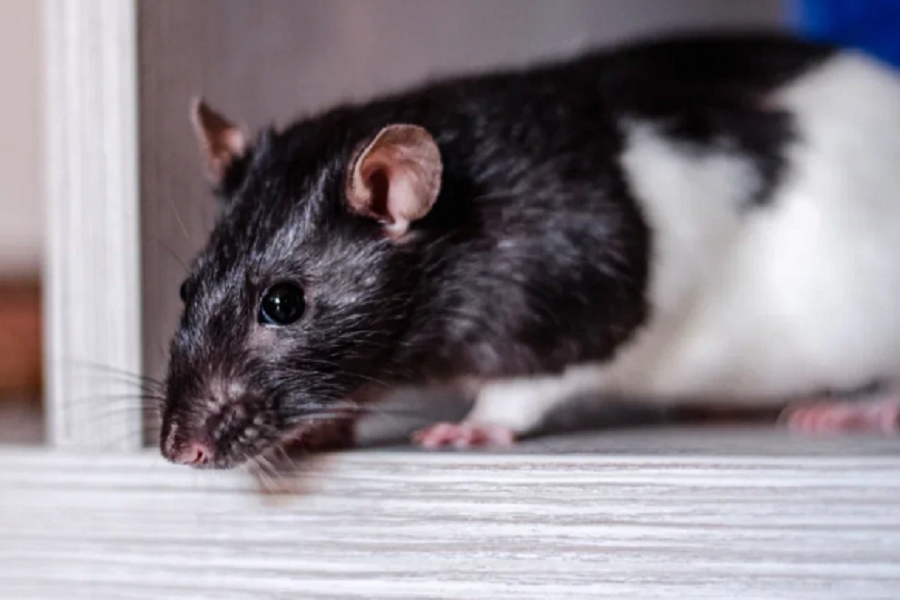 Американские ученые: препараты сенолитики улучшили здоровье пожилых мышей