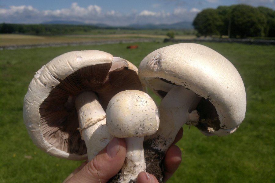 Врач Подкорытова назвала опасные для здоровья съедобные грибы